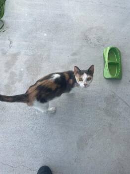 Domestic Short Hair Cats Available for Adoption in Corpus Christi, Texas - Princess Daisy | PetCurious