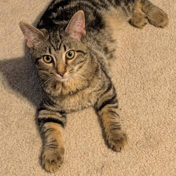 Mirabelle -  Domestic Short Hair Cat for Adoption in Hudsonville, Michigan - Mirabelle | PetCurious