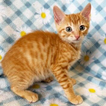 Chain -  Domestic Short Hair Cat for Adoption in Mt. Juliet, Tennessee - Chain | PetCurious
