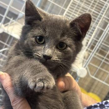 Rescue Russian Blue and Domestic Short Hair Cats for Adoption in Wichita, Kansas - Mercury | PetCurious