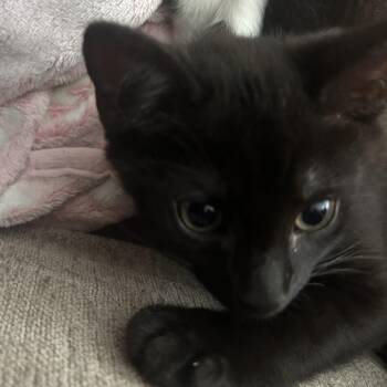 Espresso- -  Domestic Short Hair Cat for Adoption in Richmond, Virginia - Espresso- | PetCurious