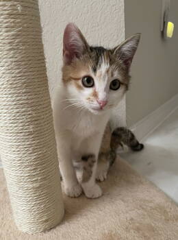 Rescue Domestic Short Hair Cats for Adoption in Rowlett, Texas - Sally Ann | PetCurious