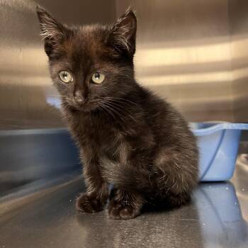 Sky -  Domestic Short Hair Cat Available for Adoption in Bristol, Indiana - Sky | PetCurious