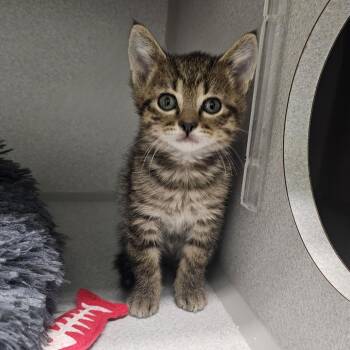 Bubba -  Domestic Short Hair Cat for Adoption in Priest River, Idaho - Bubba | PetCurious