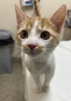 Caribbean -  Domestic Short Hair Cat for Adoption in Westland, Michigan - Caribbean | PetCurious