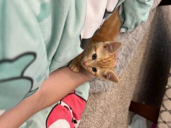 Mermaid -  Domestic Short Hair Cat for Adoption in Fruit Heights, Utah - Mermaid | PetCurious