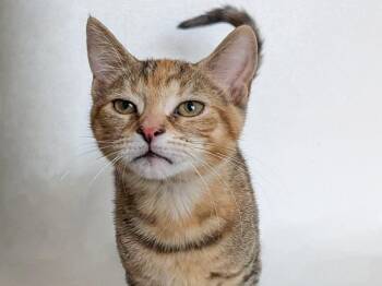 Ritzy -  Domestic Short Hair and Affenpinscher Cat for Adoption in Powell, Ohio - Ritzy | PetCurious
