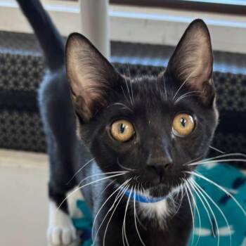 Stanley -  Domestic Short Hair Cat for Adoption in Buffalo, New York - Stanley | PetCurious