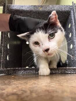 Domestic Short Hair Cats Available for Adoption - OLIMAR | PetCurious