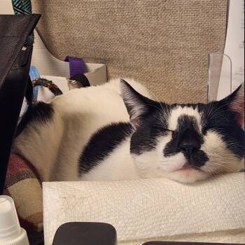 Rescue Domestic Short Hair Cats for Adoption in South Elgin, Illinois - Tech Deck | PetCurious