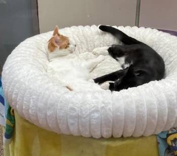 SHRIKE -  Domestic Short Hair Cat for Adoption in Springfield, Massachusetts - SHRIKE | PetCurious