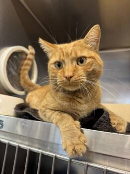 Rescue Domestic Short Hair Cats for Adoption in Roseville, California - Tangerine | PetCurious