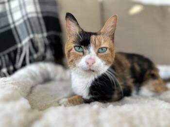 Rescue Calico Cats for Adoption in Warrington, Pennsylvania - Candie | PetCurious