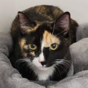 Cabaret -  Calico Cat for Adoption in Green Valley, Arizona - Cabaret | PetCurious