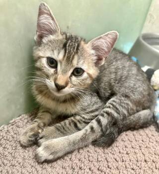 Daisy -  Torbie and Domestic Short Hair Cat for Adoption in Phoenix, Arizona - Daisy | PetCurious