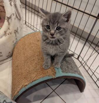 Domestic Medium Hair Cats Available for Adoption in North Babylon, New York - Muffin | PetCurious