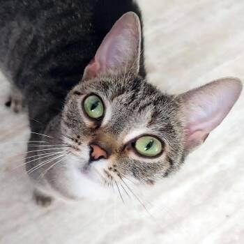 Rescue Domestic Short Hair Cats for Adoption in Fair Haven, Vermont - Moki | PetCurious