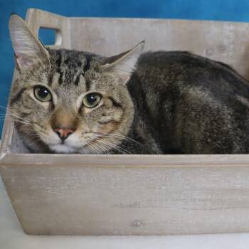Winston - Handsome marble tabby boy -  Domestic Short Hair Cat for Adoption in League City, Texas - Winston - Handsome Marble Tabby Boy | PetCurious