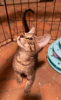 Salvia -  Domestic Short Hair and Tabby Cat for Adoption in Greensboro, North Carolina - Salvia | PetCurious