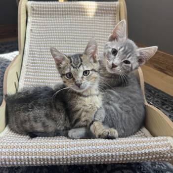 Folarian -  Domestic Short Hair Cat for Adoption in New Berlin, Wisconsin - Folarian | PetCurious