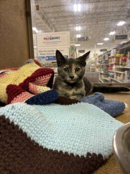 Petunia - At Petsmart -  Domestic Short Hair Cat for Adoption in Kalamazoo, Michigan - Petunia - At Petsmart | PetCurious