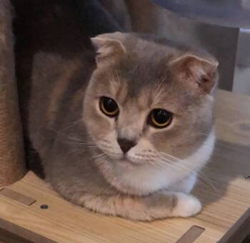 Rescue Scottish Fold Cats for Adoption in Snow Hill, Maryland - Sofie | PetCurious