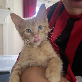 Renny (bonded to Rumi) -  Domestic Short Hair Cat for Adoption in Austin, Texas - Renny (bonded To Rumi) | PetCurious