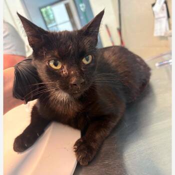 Hershey -  Domestic Short Hair Cat for Adoption in Huntington, West Virginia - Hershey | PetCurious