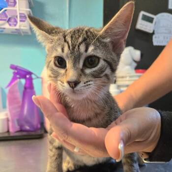 Rescue Domestic Short Hair Cats for Adoption in Graham, Texas - Hi-C | PetCurious