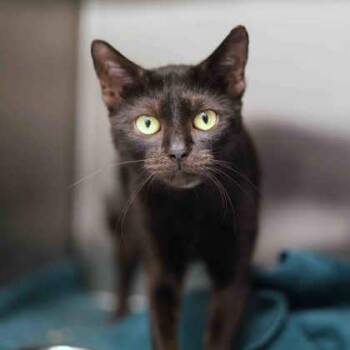 Minty -  Domestic Short Hair Cat for Adoption in Atlanta, Georgia - Minty | PetCurious