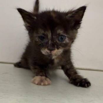 Domestic Short Hair Cats Available for Adoption in Marshall, Texas - Chili | PetCurious