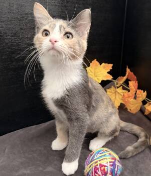 Robin -  Dilute Calico and Domestic Short Hair Cat for Adoption in Fayetteville, Georgia - Robin | PetCurious