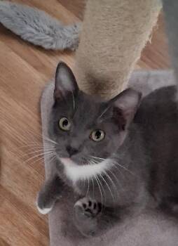 Tuxedo and Russian Blue Cats Available for Adoption - Simba | PetCurious