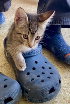 Domestic Short Hair Cats Available for Adoption in Seattle, Washington - Kirby | PetCurious