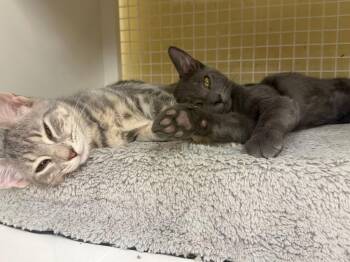 Bono -  Domestic Short Hair Cat for Adoption in Rossville, Georgia - Bono | PetCurious