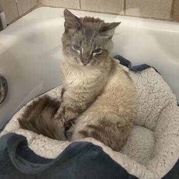 Gibby (fka: Meekah) -  Domestic Medium Hair Cat for Adoption in Cumming, Georgia - Gibby (fka: Meekah) | PetCurious