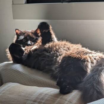 Mister -  Domestic Long Hair Cat for Adoption in Murray, Utah - Mister | PetCurious