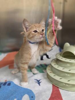 Just A Bill -  Domestic Short Hair Cat for Adoption in Westland, Michigan - Just A Bill | PetCurious