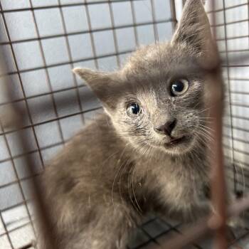 TUBA -  Domestic Short Hair Cat for Adoption in Greensboro, North Carolina - TUBA | PetCurious