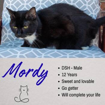 Mordy -  Domestic Short Hair Cat for Adoption in Junction City, Kansas - Mordy | PetCurious