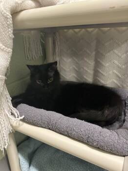 Binky -  Domestic Long Hair Cat for Adoption in Alexandria, Virginia - Binky | PetCurious