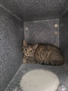 P.T. -  Domestic Short Hair Cat for Adoption in Athens, Tennessee - P.T. | PetCurious