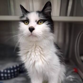 Wasabi -  Domestic Medium Hair Cat for Adoption in Corpus Christi, Texas - Wasabi | PetCurious