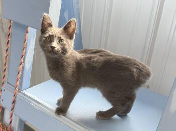 American Bobtail Cats Available for Adoption in Big Rapids, Michigan - Roxy | PetCurious