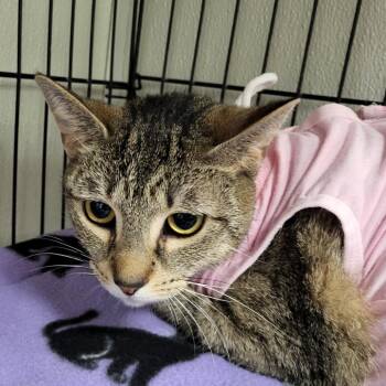 Domestic Short Hair Cats Available for Adoption in Buffalo, New York - Ms. Nine | PetCurious