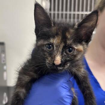 Mei -  Domestic Short Hair Cat for Adoption in Greenville, South Carolina - Mei | PetCurious