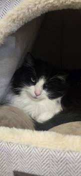 Domestic Long Hair Cats Available for Adoption - Sylvester | PetCurious