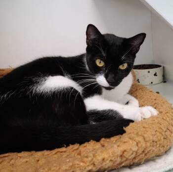 Domestic Short Hair Cats Available for Adoption - Queen Latifah | PetCurious