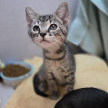 TJ -  Domestic Short Hair Cat for Adoption in Pittsburgh, Pennsylvania - TJ | PetCurious