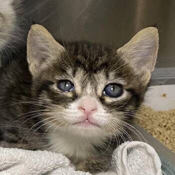 Domestic Short Hair Cats Available for Adoption in Palm Springs, California - Thumper | PetCurious